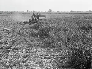 Tractor Prints: All-crop harvesting, Tulare County, California, 1938. Creator: Dorothea Lange