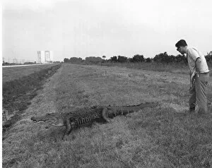 Kennedy Space Centre Collection: Alligator at Kennedy Space Center, 1969. Creator: Unknown