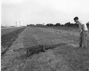 Alligator at Kennedy Space Center, 1969. Creator: Unknown