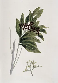 Allspice, 1823