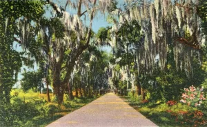Lilac Collection: An Alluring Highway Scene in the Carolinas, 1942. Creator: Unknown