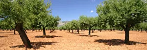Almond Tree Gallery: Almond trees, Mallorca, Spain