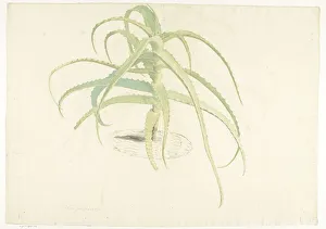 Aloe Prints: Aloe perfoliata, 1619-1685. Creator: Herman Saftleven the Younger