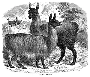 Alpaca Sheep, c1880. Artist: JC
