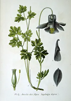 Images Dated 15th November 2005: Alpine columbine, 1893