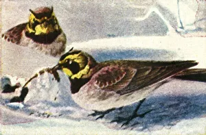 Habitat Prints: Alpine larks, c1928. Creator: Unknown
