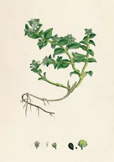 Roots Gallery: Alsine peploides. Sea Purslane, 19th Century