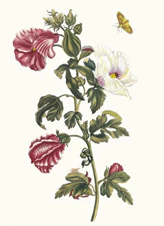 Botanical Illustration Gallery: Althea. From the Book Metamorphosis insectorum Surinamensium, 1705