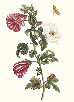 Plant Science Prints: Althea. From the Book Metamorphosis insectorum Surinamensium, 1705