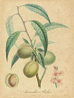 Stipple Prints: Amandier - Pecher. Creator: Unknown