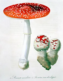 Medicinal Gallery: Amanita Muscaria (Fly Agaric), 1821. Artist: LFJ Hoquart
