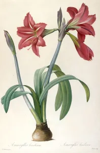 Plant Science Prints: Amaryllis brasiliensis (Brazilian Amaryllis). Creator: Redouté