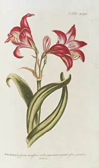 Plant Science Prints: Amaryllis. From the Gardeners Dictionary, 1768. Creator: Miller, Philip (1691-1771)