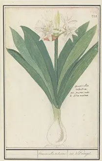 Amaryllis Prints: Amaryllis (Hippeastrum), 1596-1610. Creators: Anselmus de Boodt, Elias Verhulst
