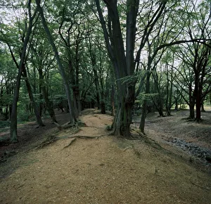 Boedicea Gallery: Ambersbury Banks Iron Age fort, 8th century BC