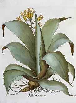Basil Gallery: American Aloe (Aloe Americana), 1613