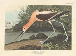 Wading Bird Gallery: American Avocet, 1836. Creator: Robert Havell