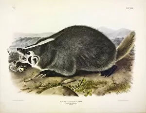 American Badger, Meles Labradoria, 1845