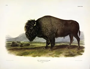John James Audubon 1785 1851 Prints: American Bison, Bos Americanus, 1845