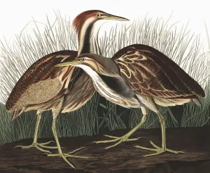John James Audubon 1785 1851 Prints: American Bittern, Botaurus Lentiginosus, 1845