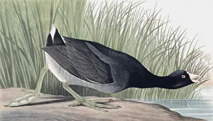 John James Audubon 1785 1851 Prints: American Coot, Fulica Americana, 1845