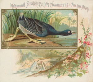 American Coot, from the Game Birds series (N40) for Allen & Ginter Cigarettes