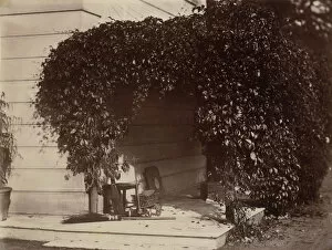 Shaded Gallery: American Creeper, Blake House, 1860. Creator: Alfred Capel-Cure