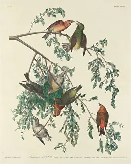 Robert Havell Prints: American Crossbill, 1834. Creator: Robert Havell