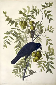 Ornithology Collection: American Crow, Corvus Americanus, 1845