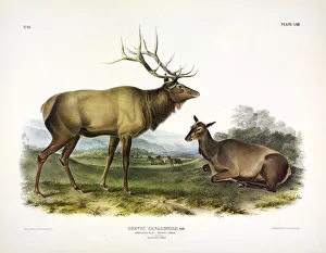 John James Audubon 1785 1851 Prints: American Elk, Cervus Canadensis, 1845