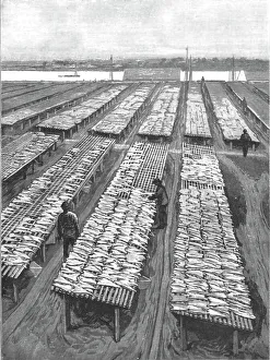 The American Fisheries Question; Cod Drying on Flakes at Gloucester, Massachusetts, 1890. Creator: Rev. W.S Green