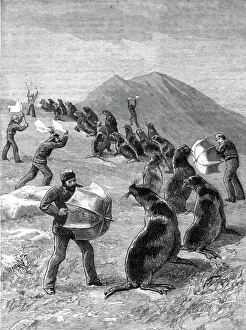 Trappers Prints: The American Fisheries Question; Driving Seals to the Killing Place