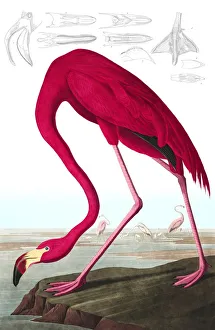 John James Audubon 1785 1851 Prints: American Flamingo, Phoenicopterus Ruber, 1845