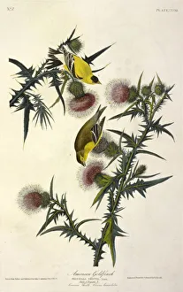 Ornithological Prints: American Goldfinch, Fringilla Tristis, 1845