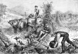 Gathering Prints: American Harvest Home, 1881. Creator: Unknown