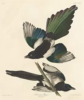 Magpie Gallery: American Magpie, 1837. Creator: Robert Havell