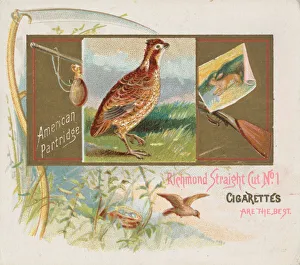 Partridge Prints: American Partridge, from the Game Birds series (N40) for Allen & Ginter Cigarettes