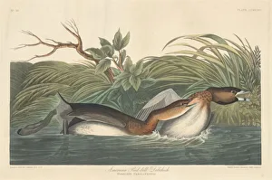 American Pied-Bill Dobchick, 1835. Creator: Robert Havell