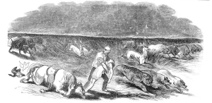 American prairie on fire, 1844. Creator: Unknown American prairie on fire, 1844. Creator: Unknown