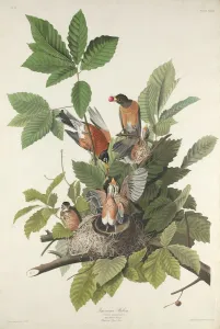 Robin Prints: American Robin, 1832. Creator: Robert Havell