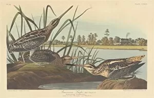 Wading Bird Gallery: American Snipe, 1835. Creator: Robert Havell