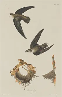 Swift Prints: American Swift, 1833. Creator: Robert Havell