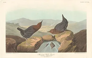 American Water Ouzel, 1837. Creator: Robert Havell