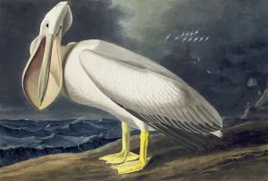 John James Audubon 1785 1851 Prints: American White Pelican, Pelecanus Erythrorhynchos, 1845
