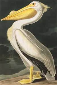 American White Pelican, Pelecanus Erythrorhynchos, 1845