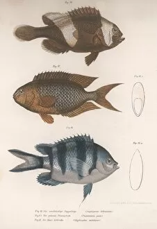 Scientific Gallery: Amphiprion bifasciatus. Pomacentris pavo. Glyphisodo, c.1850s