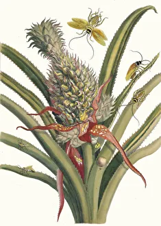 Maria Sibylla 1647 1717 Prints: Ananas. From the Book Metamorphosis insectorum Surinamensium, 1705