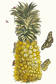Botanical Illustration Gallery: Ananas mur. From the Book Metamorphosis insectorum Surinamensium, 1705