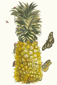 Plant Science Prints: Ananas mur. From the Book Metamorphosis insectorum Surinamensium, 1705