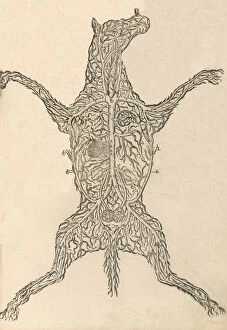Dissection Gallery: Anatomia del Cavallo. Infirmita del Cavallo, 1602. Creator: Carlo Ruini